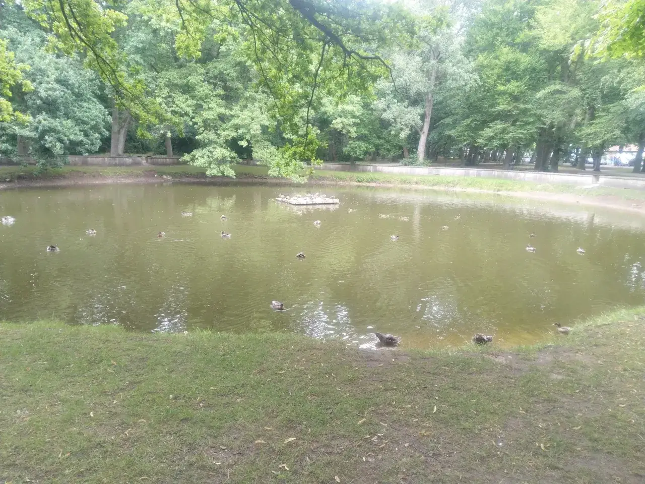 Enten auf einem Teich in Kolberg. Ein friedlicher Ort, perfekt für kleine Geheimtipps abseits des Trubels.