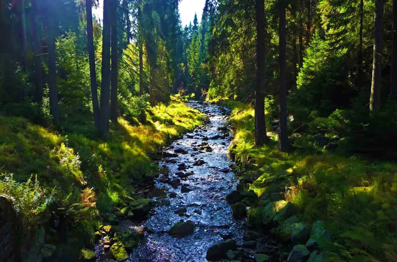 Sonnenbeschienener Bachlauf im Schwarzwassertal. Ein idyllischer Ort zum Wandern, umgeben von gr&uuml;nen W&auml;ldern und moosbewachsenen Steinen.