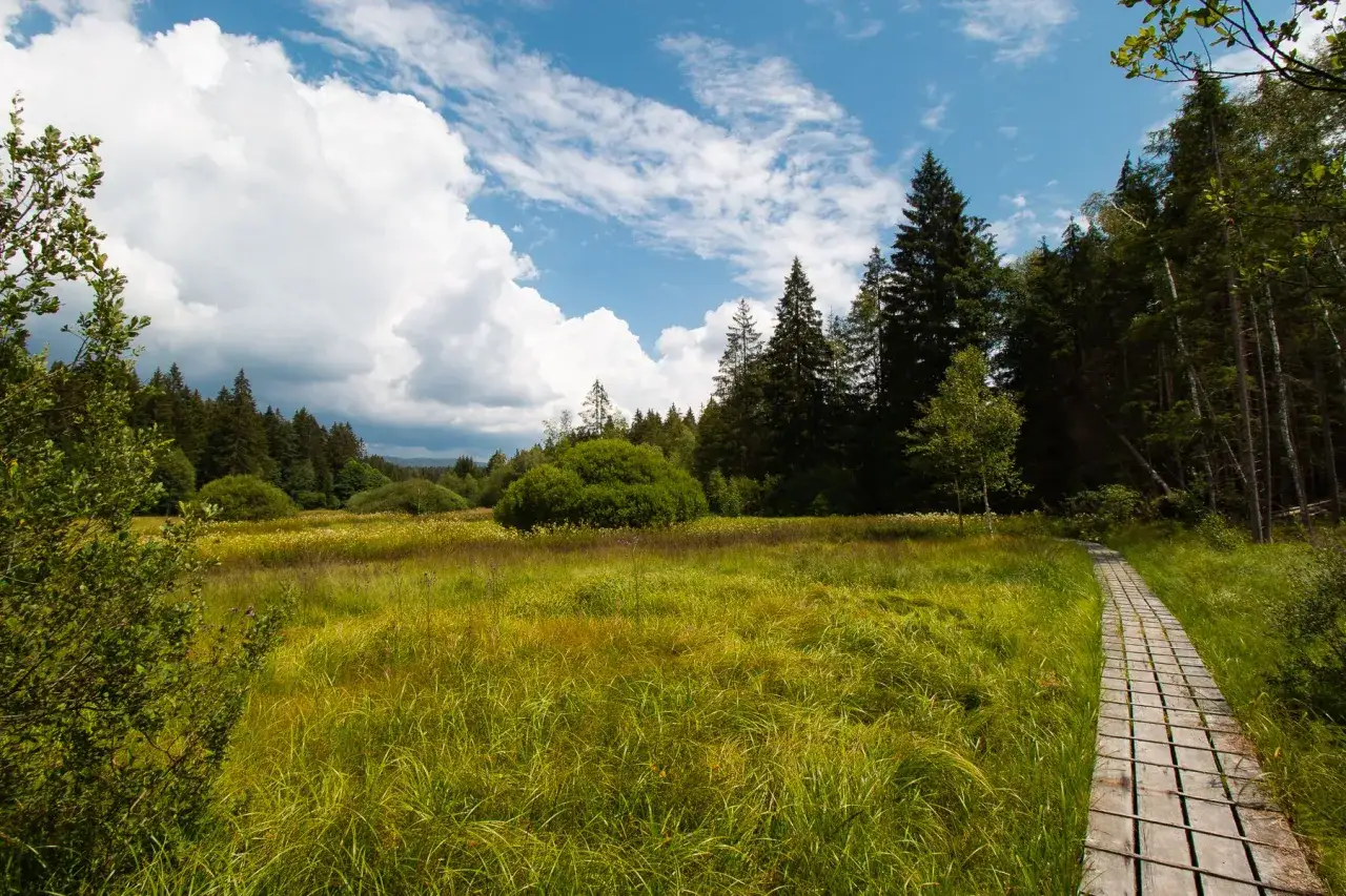 Ein Holzsteg f&uuml;hrt durch eine sonnendurchflutete Moorlandschaft im Bayerischen Wald. Ein echter Geheimtipp f&uuml;r Naturliebhaber.