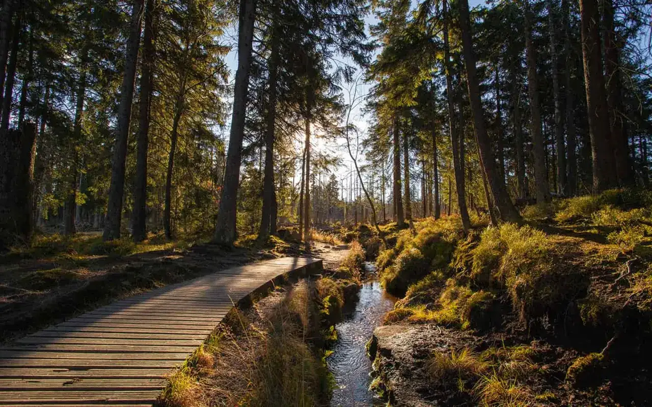 Holzsteg f&uuml;hrt durch einen sonnendurchfluteten Harzer Wald, vorbei an einem Bach. Perfekt f&uuml;r entspannte harz wanderwege.