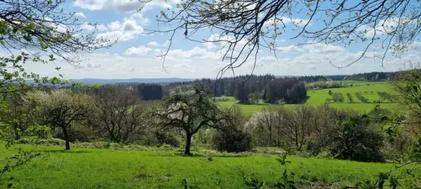 Grüne Wiesen und Bäume im Frühling, mit Blick auf den Felsenweg Losheim.